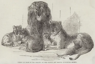Família de leões nos jardins do Clifton e Bristol Zoological Society